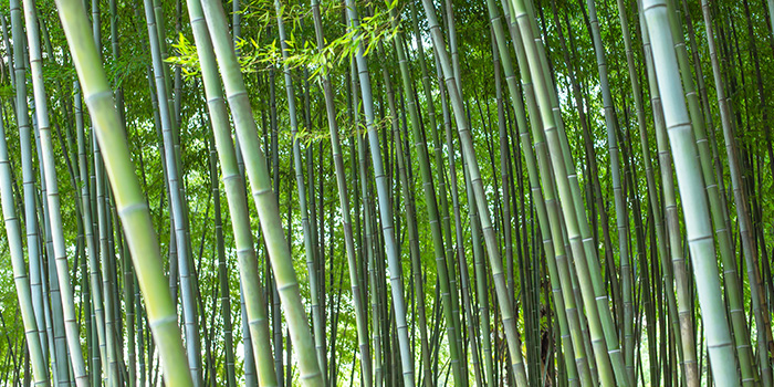 Kinas bambusindustri starter en ny rejse